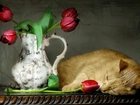 Kot, Dzban, Tulipany