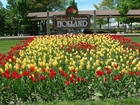 Czerwone, Żółte, Tulipany, Holandia