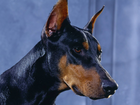 Doberman, Pysk