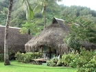 Moorea, Hibiscus, Palmy, Zieleń