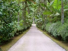 Aleja, Palmy, Ogród, Botaniczny