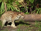 Ocelot, Skradanie, Pień, Drzewa