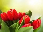 Czerwone, Tulipany, Krople, Wody