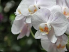 Orchidea, Biała, Storczyk