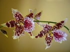 Piękna, Orchidea