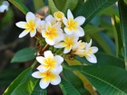 Plumeria, Kwiaty