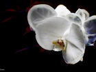 Orchidea, Storczyk