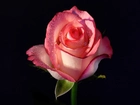 Kwiat, Róży, Rosa