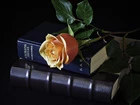 Róża, Listki, Biblia