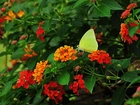 Żółty, Motyl, Kwiaty, Liście