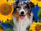 Pies, Kwiaty, Słonecznika
