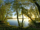 Drzewa, Gałęzie, Jezioro