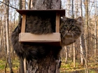 Kot, Drzewa, Karmnik