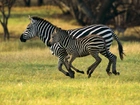 Zebra, Małe, Łąka