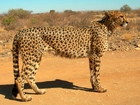 Gepard, Sawanna