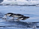 Pingwiny, Morze