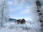 Zima, Drzewa, Śnieg, Drewniany, Dom
