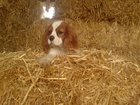 King Charles Spaniel, siano