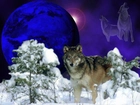 Wilk, Sosny, Śnieg, Księżyc