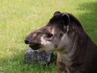 Tapir