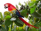Kolorowa, Papuga, Ara, Drzewo