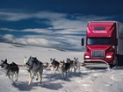 Psy, Zaprzęg, Śnieg, Ciężarówka
