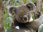 Miś, Koala, Australia