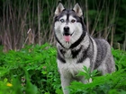 Las, Pies, Siberian Husky