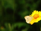 Żółty, Kwiatek, Motyl