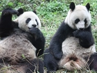 Misie, Panda, Posiłek