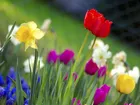 Tulipany, Narcyze, Trawa
