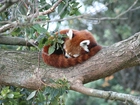 Panda, Czerwona