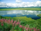 Alaska, Woda, Trawa, Kwiaty, Góry