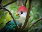 Turaco