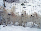 Samojed, ogrodzenie