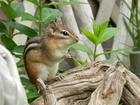 Chipmunk, Konar, Roślinki