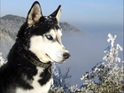 Siberian, Husky, Śnieg, Góry