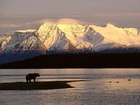 Alaska, Góry, Niedźwiedź