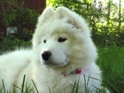 młody, Samojed