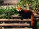 Panda, Mała, Czerwona, Drabinka, Bambus