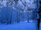 Śnieg, Drzewa
