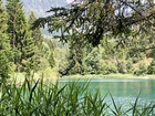 Jezioro, Trzciny, Drzewa