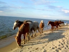 Konie, Plaża, Morze, Piasek