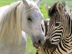 Biały, Koń, Zebra, Przyjaźń