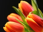 Czerwone, Tulipany, Główki, Liście