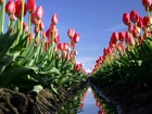 Tulipany, Pole, Błoto, Rów