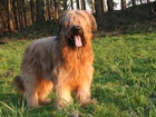 Owczarek francuski Briard, język