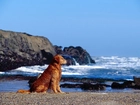 Pies, Morze, Skały