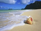 Oahu, Hawaje, Woda, Plaża, Muszelka