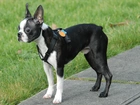 Boston Terrier, Chodnik, Trawa